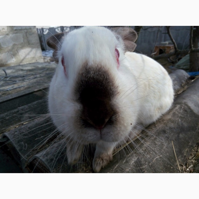 Фото 5. Продам кроликов калифорнийской породы разного возраста