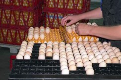 Фото 2. Инкубационные яйца Адлер Серебристый