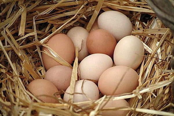 Фото 3. Инкубационные яйца Адлер Серебристый