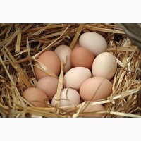 Инкубационные яйца Адлер Серебристый
