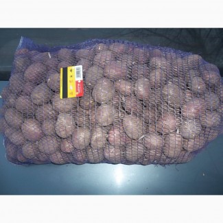 Продам посадкову картоплю сорт санте лабелла рокко