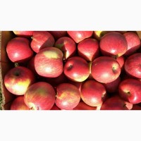 Продаж яблук з молодого саду, урожай 2018