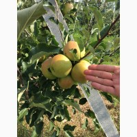 Продаж яблук з молодого саду, урожай 2018