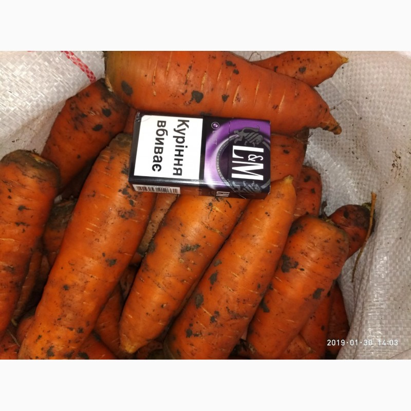 Фото 2. Продам морковь сорта Боливар