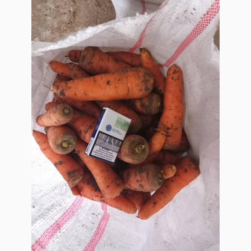 Фото 3. Продам морковь сорта Боливар