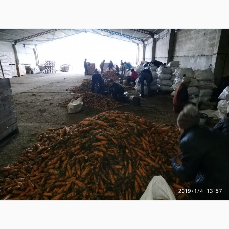 Фото 4. Продам морковь сорта Боливар