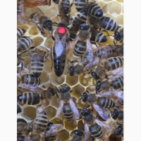 Матка Карпатка 2021 ПЛІДНІ БДЖОЛОМАТКИ Пчеломатки, Бджоломатки, Бджолині матки