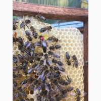 Матка Карпатка 2023 ПЛІДНІ БДЖОЛОМАТКИ Пчеломатки, Бджоломатки, Бджолині матки