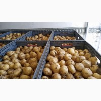 Продам молодой картофель Ривьера