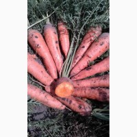 Продам морковь и свеклу с поля