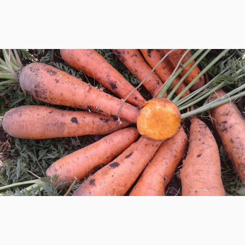 Фото 2. Продам морковь и свеклу с поля