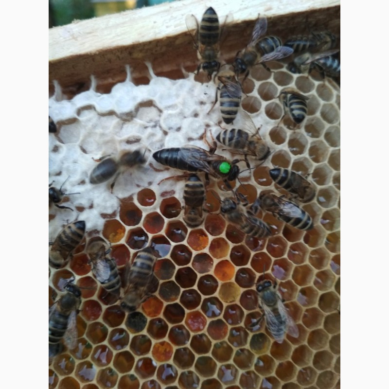 Фото 2. Бджоломатки Карпатської породи