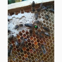 Бджоломатки Карпатської породи