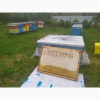 Бджолопакети карпатки 450шт