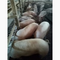 Продаж свиней живою вагою (вага свиней від 110 да 130 кг.), 150 голів. Ціна: 45 грн./кг