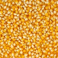 Продам кормовую кукурузу на Экспорт