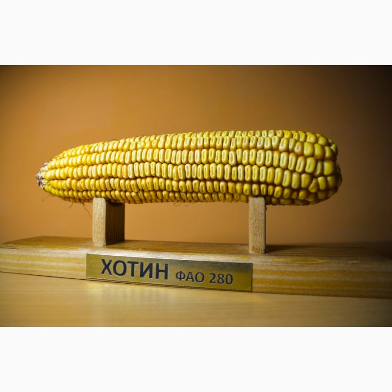 Фото 2. Семена кукурузы Пивиха, Хотин, Оржица от производителей