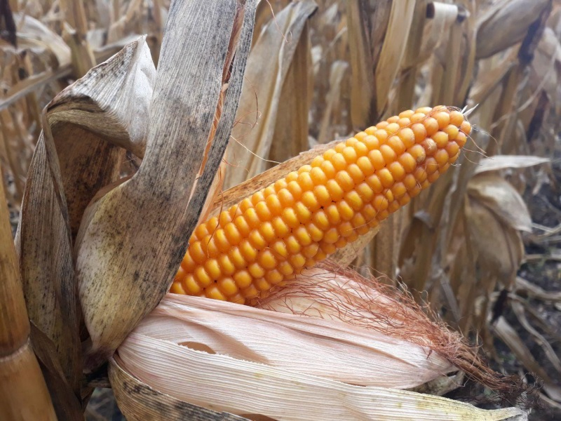 Фото 4. Семена кукурузы Пивиха, Хотин, Оржица от производителей