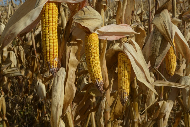 Фото 5. Семена кукурузы Пивиха, Хотин, Оржица от производителей