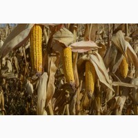 Семена кукурузы Пивиха, Хотин, Оржица от производителей