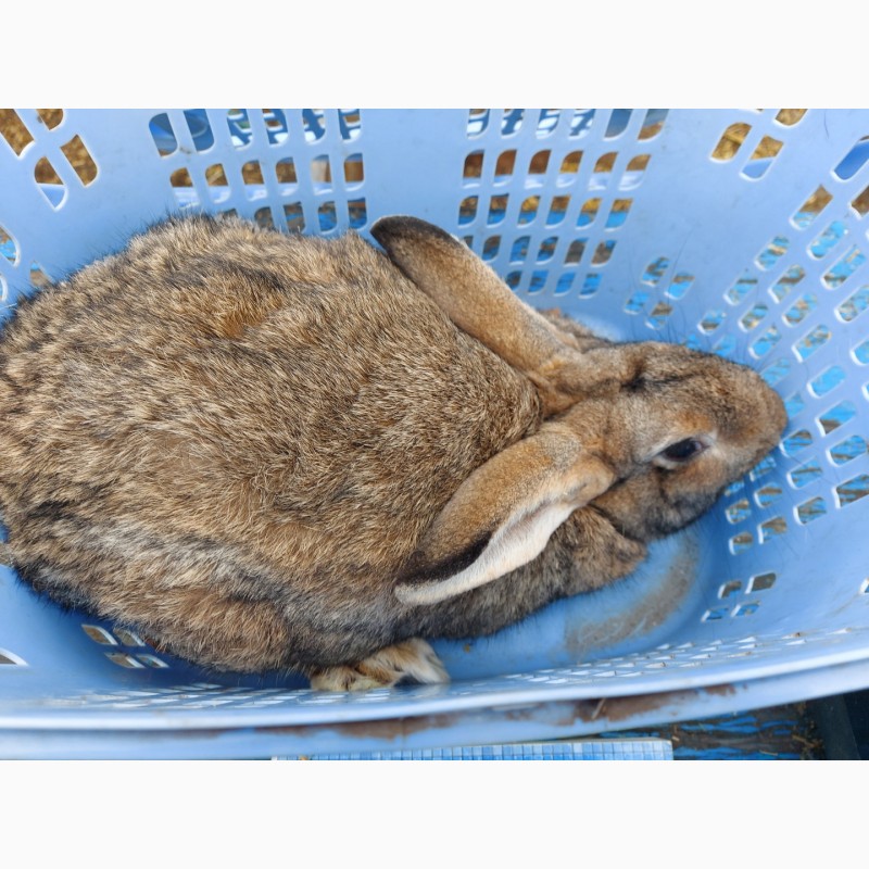 Фото 4. Продам кролика цвета агути