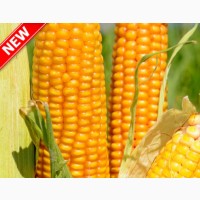 Купить семена подсолнечника и кукурузы