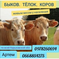 Куплю КРС (Быков, Тёлок И Коров)
