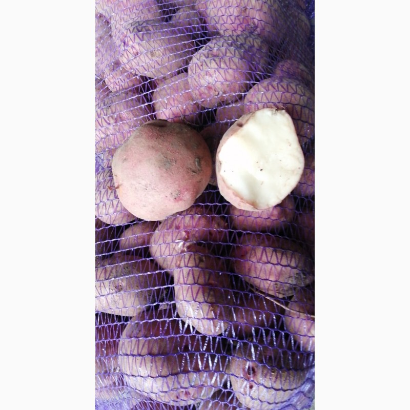 Фото 4. Продаю картопля товарну, буряк столовий