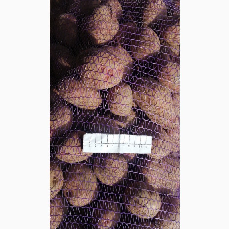 Фото 2. Продаю картопля товарну, буряк столовий