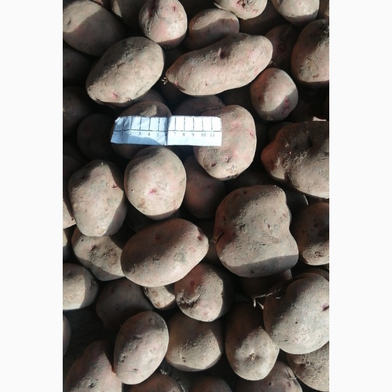 Фото 3. Продаю картопля товарну, буряк столовий
