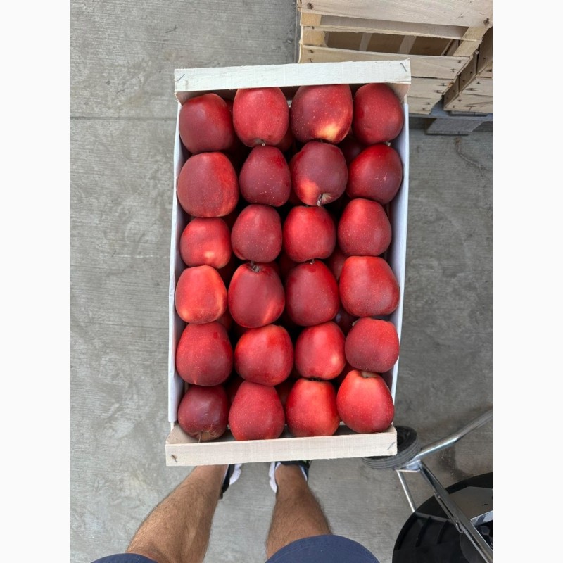 Фото 6. Продамо яблука із власного саду виробника - ФГ «Голден+»