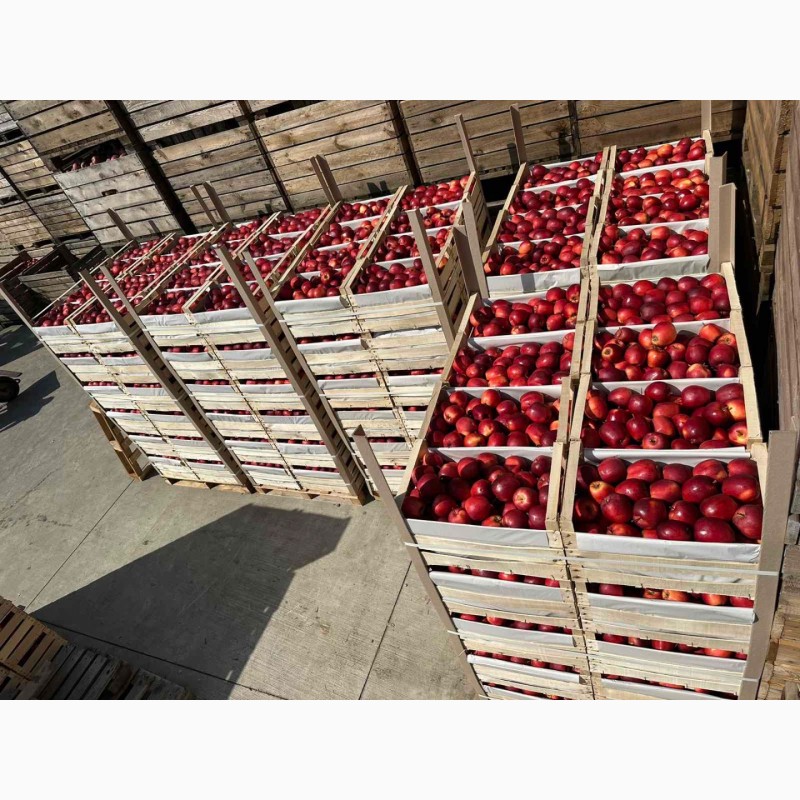 Фото 8. Продамо яблука із власного саду виробника - ФГ «Голден+»