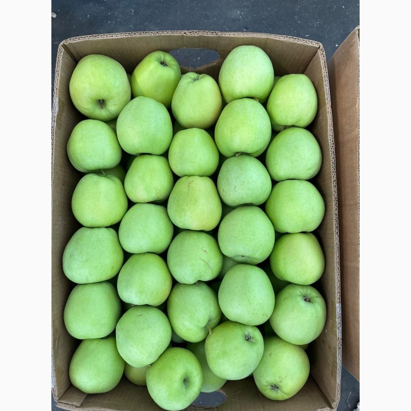 Фото 9. Продамо яблука із власного саду виробника - ФГ «Голден+»