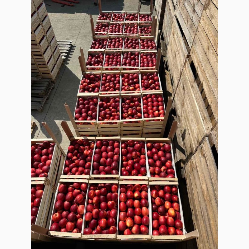 Фото 10. Продамо яблука із власного саду виробника - ФГ «Голден+»