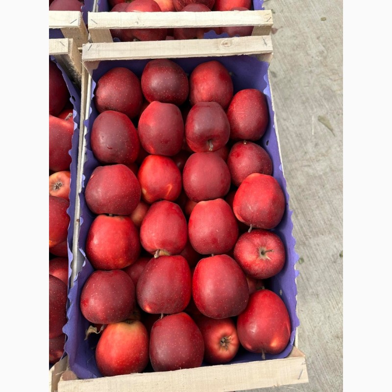 Фото 11. Продамо яблука із власного саду виробника - ФГ «Голден+»