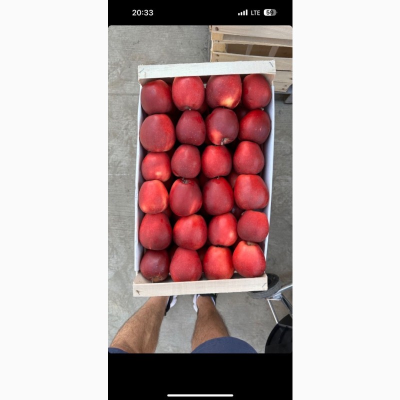 Фото 2. Продамо яблука із власного саду виробника - ФГ «Голден+»