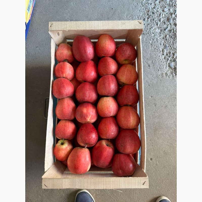 Фото 3. Продамо яблука із власного саду виробника - ФГ «Голден+»