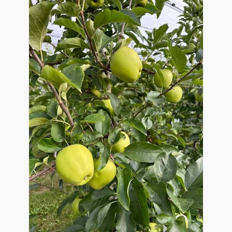 Фото 4. Продамо яблука із власного саду виробника - ФГ «Голден+»