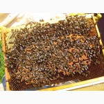 Пчелопакеты карпатской породы с доставкой