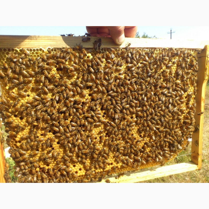 Фото 4. Пчелопакеты карпатской породы с доставкой