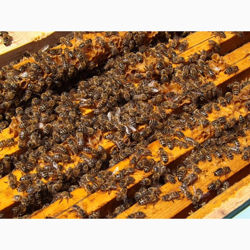 Фото 2. Пчелопакеты карпатской породы с доставкой