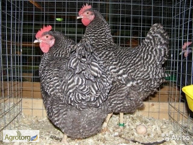 Фото 4. Яйця інкубаційні м ясо-яєчних курей Домінант Угорщина імпорт