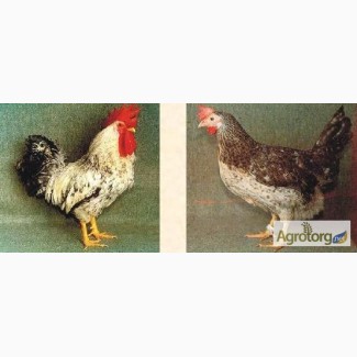 Суточные цыплята кур породы Борковская барвыстая
