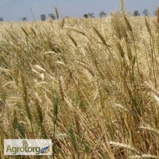 Озимая пшеница Донецкая-48 элита и 1 репр
