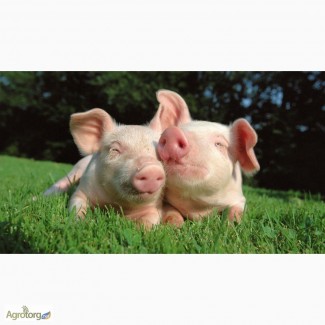 БВД для свиней 15% ШенПіг Гровер Стандарт (відгодівля свиней 35-70 кг)