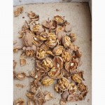 Продам грецкий орех (в скорлупе, бойный, кругляк, светлый)