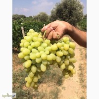 Виноград оптом с Турции