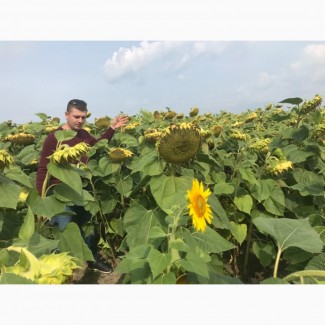 Продам насіння соняшника під Євролайтінг, Гранстар, Класік технологіі