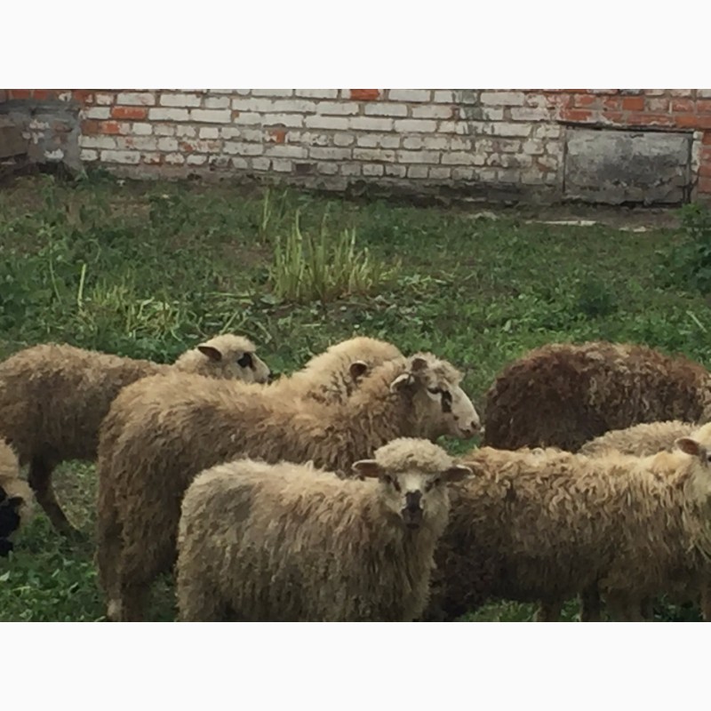 Фото 2. Продам баранов ягнят овец