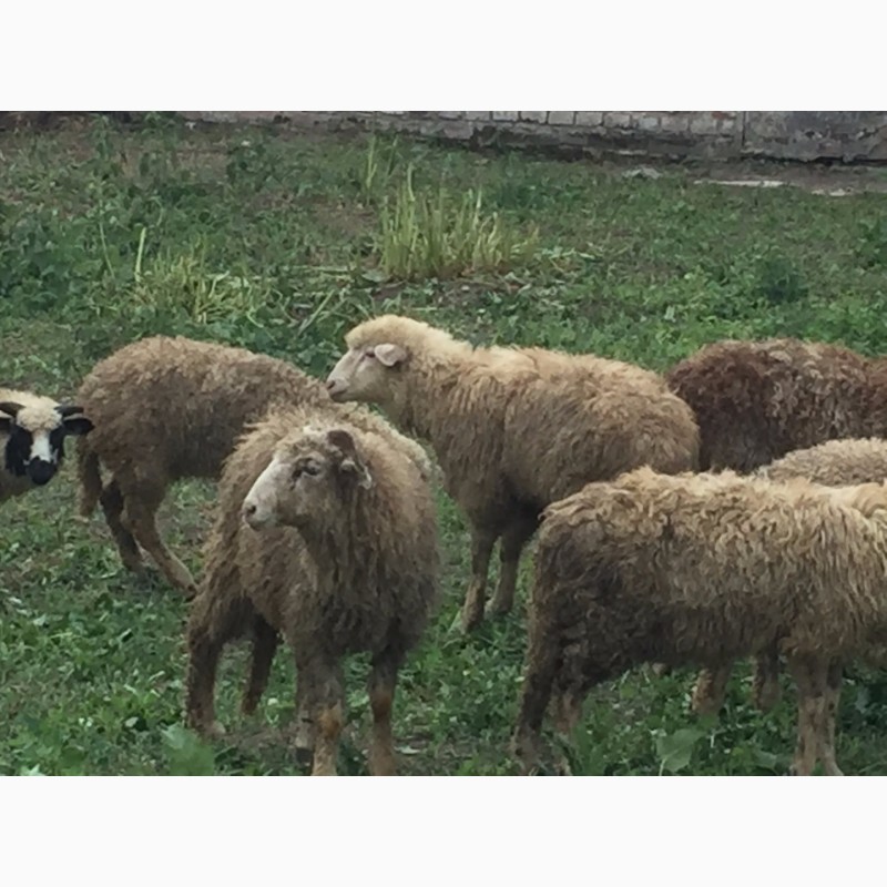 Фото 3. Продам баранов ягнят овец